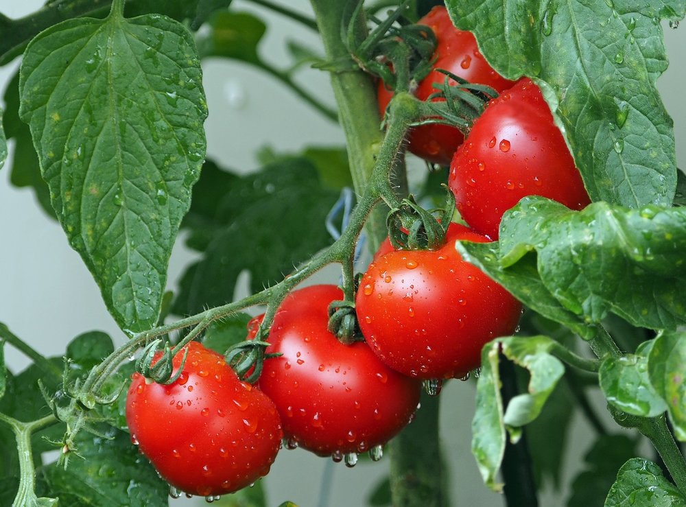 トマトの栄養素と効能は リコピンを効率よく摂取する食べ方など紹介 ちそう