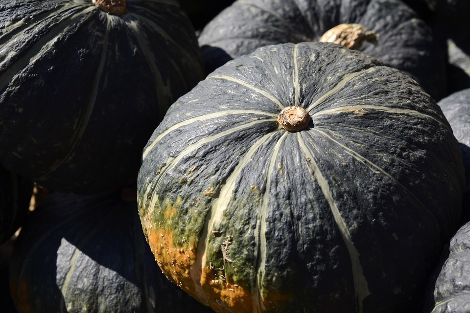 かぼちゃの種類別の品種15選 味 大きさなど特徴を 画像 で紹介 ちそう