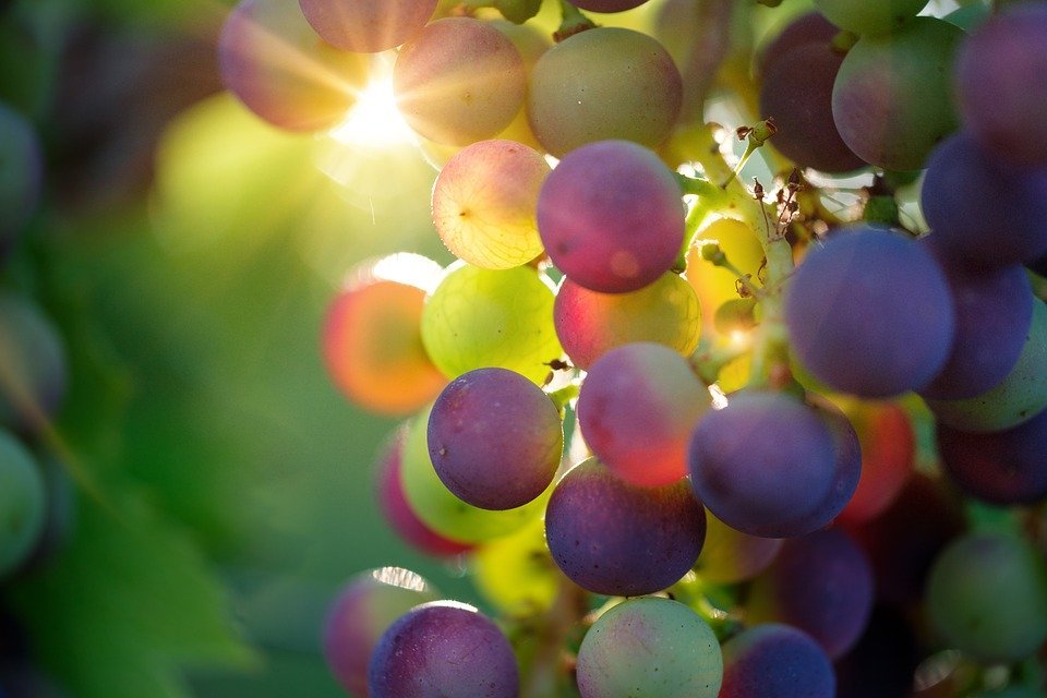ぶどう 葡萄 の栄養素と効能は 皮 種にも豊富 食べ過ぎの注意点なども紹介 ちそう