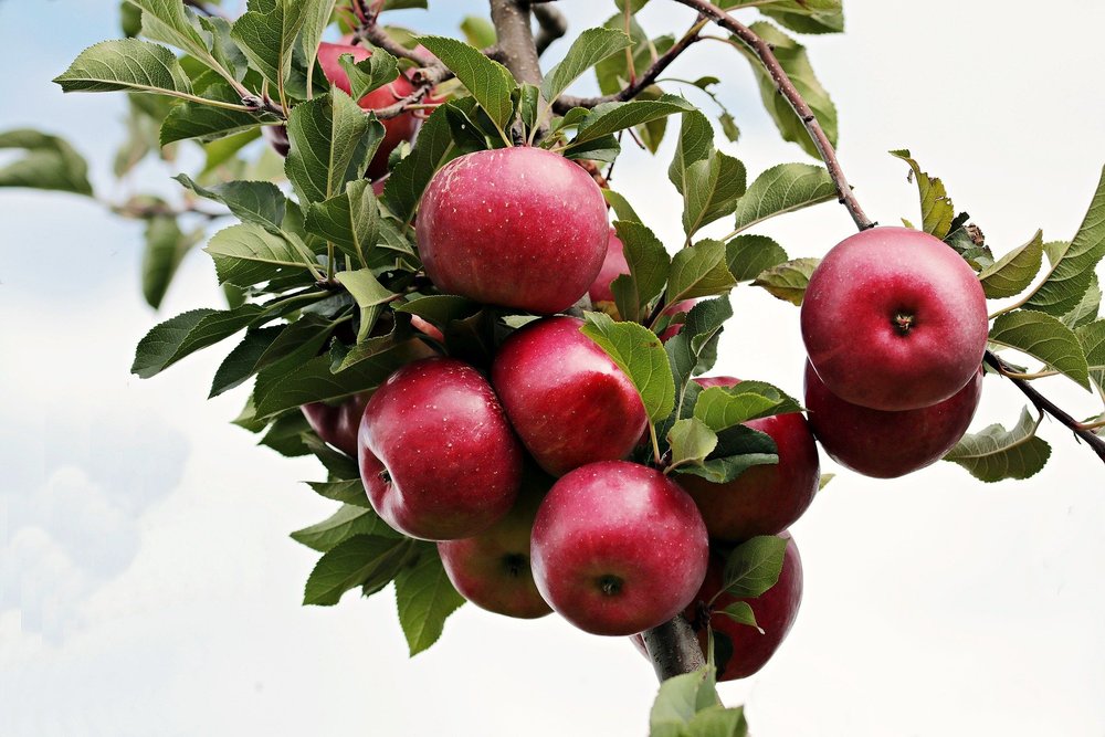 りんごの栄養素と効能は 皮付き なしで比較 成分を増幅させる方法も紹介 ちそう
