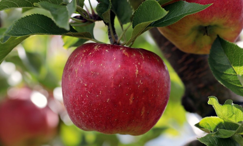 りんごのカロリー 糖質は高い 太る ダイエット効果や食べ方のおすすめを紹介 ちそう