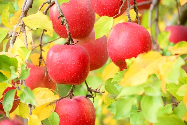 りんごを皮ごと食べるメリットは 栄養豊富 農薬 ワックスなど懸念点についても解説 ちそう