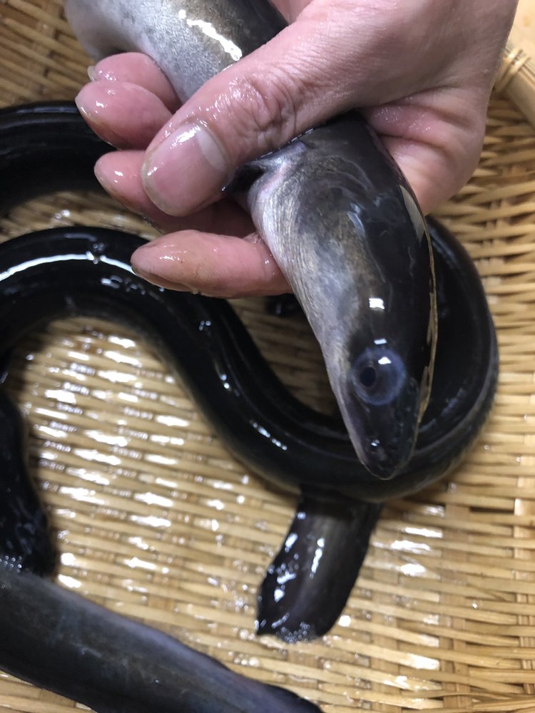 うなぎの種類で食用なのは 国産と世界で違う 旬 産地 味など特徴を紹介 ちそう