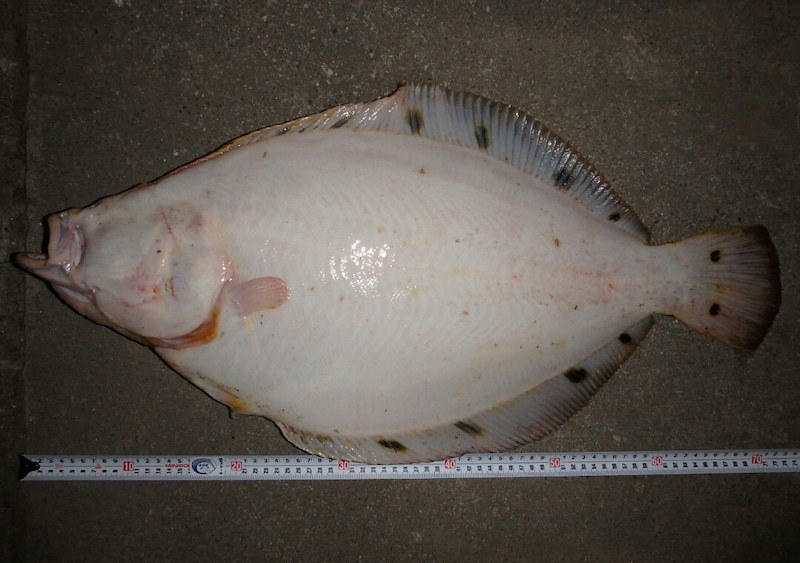 高級魚の価格ランキング表 Top11 種類別の特徴や食べ方のおすすめを紹介 ちそう