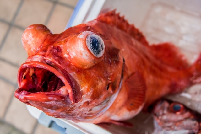 赤魚とは 本当の名前はアコウダイ 旬の時期や調理法 レシピのおすすめを紹介 ちそう