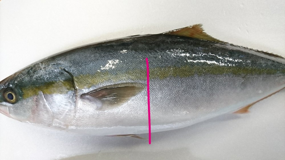 ブリ ヒラマサ カンパチの違いや見分け方は 同じ種類の魚 味 食べ方など比較して紹介 ちそう