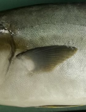 ブリ ヒラマサ カンパチの違いや見分け方は 同じ種類の魚 味 食べ方など比較して紹介 ちそう