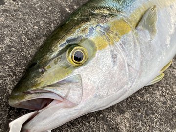 ブリ ヒラマサ カンパチの違いや見分け方は 同じ種類の魚 味 食べ方など比較して紹介 ちそう