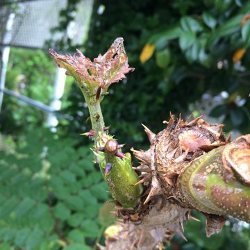 タラの芽とは 旬の時期や味わいは 食べ方 下処理の仕方まで解説 ちそう