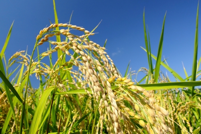 米につく虫は何 どこから湧く 虫除けの対策 対処法や食べれるかも解説 ちそう