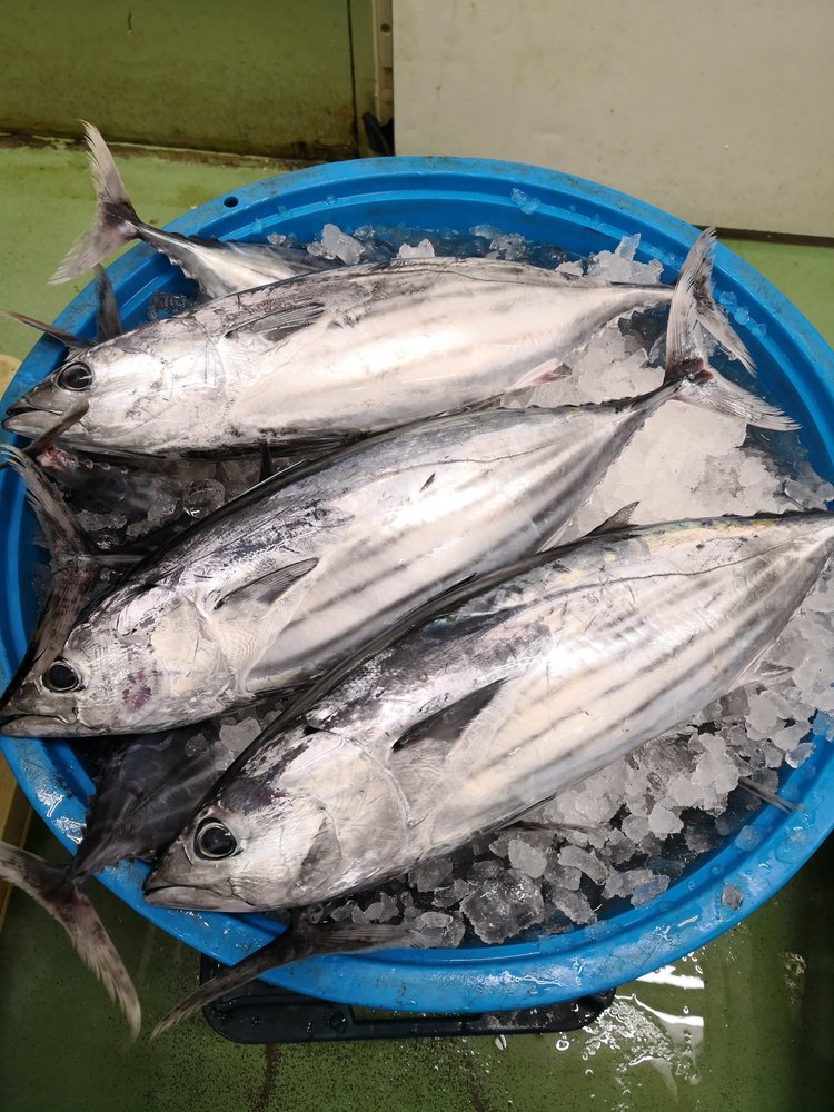 キハダマグロとは 他のマグロとの違いは 捌き方や刺身など料理レシピのおすすめを紹介 ちそう