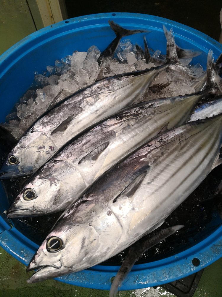 キハダマグロとは 他のマグロとの違いは 捌き方や刺身など料理レシピのおすすめを紹介 ちそう