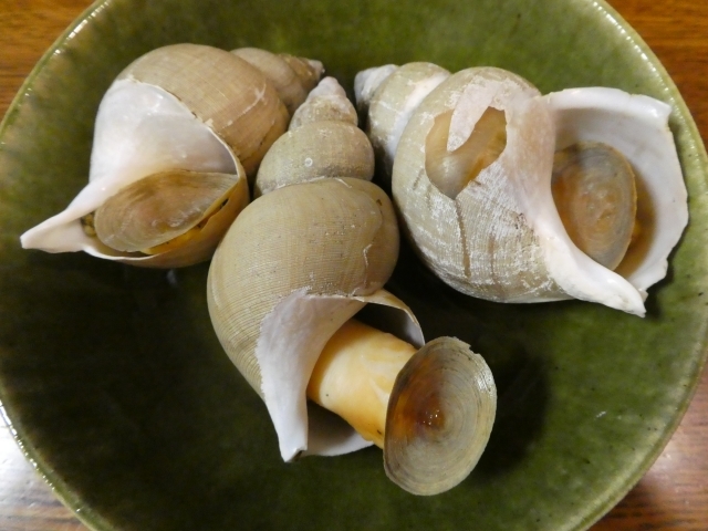 バイ貝とは 食べ方は肝の毒に注意 旬 下処理の仕方 レシピ 調理法まで紹介 ちそう