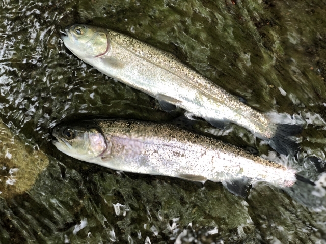 ワカサギの漢字 公魚 に 公 がつく理由は 由来 意味や名前の語源も紹介 ちそう