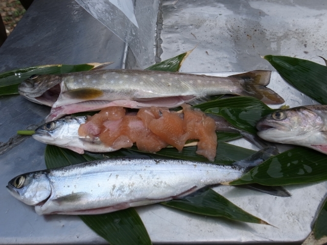 川魚の生刺身が食べられない理由は なぜ 寄生虫の危険性や安全に食べる方法も紹介 ちそう