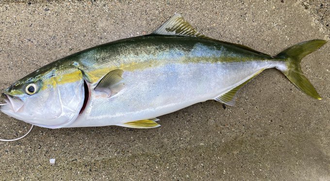 出世魚 ブリ の名前の変化と順番は 成長過程 地域別に比較して紹介 ちそう