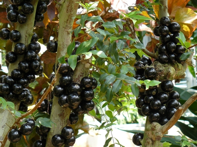 ジャボチカバとは 南米原産の果物 栄養価 効能 育て方のポイントまで解説 ちそう