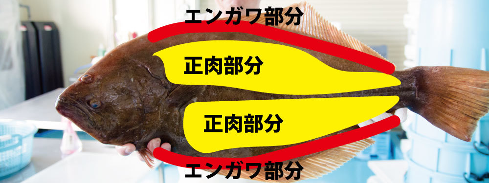 寿司ネタ えんがわ の正体はイカ 実は魚のある部位 美味しい食べ方 レシピのおすすめも紹介 ちそう