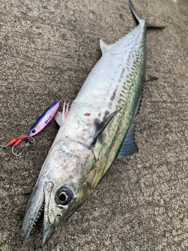 春が旬の魚介類といえば 名産地 美味しい食べ方 レシピまで紹介 ちそう