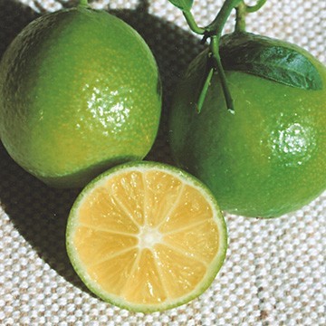 ライムはどんな果物 レモンとの違いは 味わい 匂いや栄養 効果など比較して紹介 ちそう