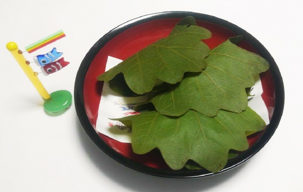 柏餅の葉っぱは食べる 食べない 葉の種類 正体やついている意味 役割も解説 ちそう