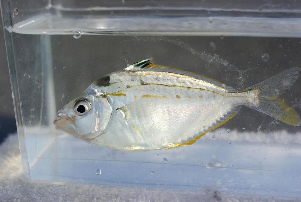 ヒイラギは釣り人に嫌われる魚 毒があるの 捌く注意点や食べ方のおすすめを紹介 ちそう