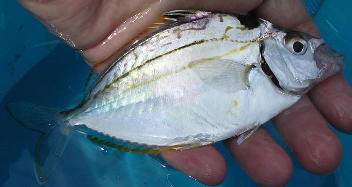 ヒイラギは釣り人に嫌われる魚 毒があるの 捌く注意点や食べ方のおすすめを紹介 ちそう