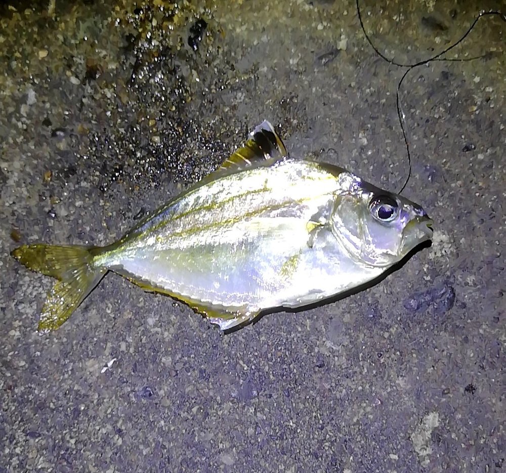 ヒイラギは釣り人に嫌われる魚 毒があるの 捌く注意点や食べ方のおすすめを紹介 ちそう