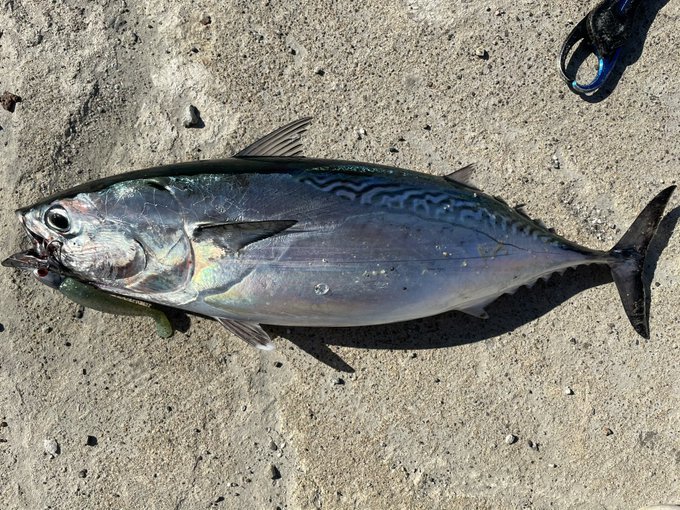 ソウダガツオとは どんな魚 味わい 旬の時期 食べ方 レシピのおすすめまで紹介 ちそう