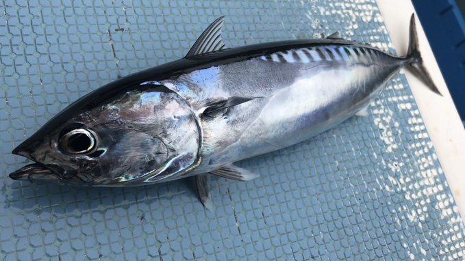 ソウダガツオとは どんな魚 味わい 旬の時期 食べ方 レシピのおすすめまで紹介 ちそう