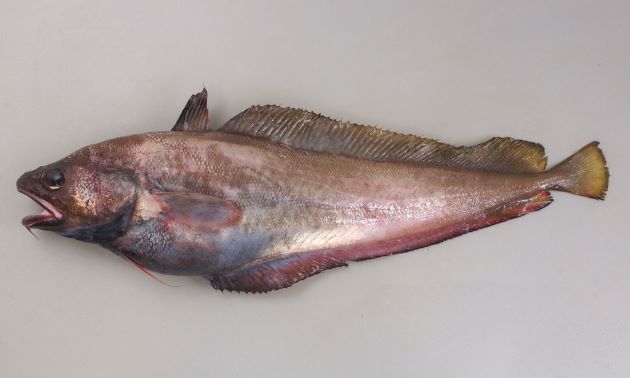 どんこ エゾイソアイナメ はどんな魚 刺身や肝の美味しい食べ方を紹介 ちそう