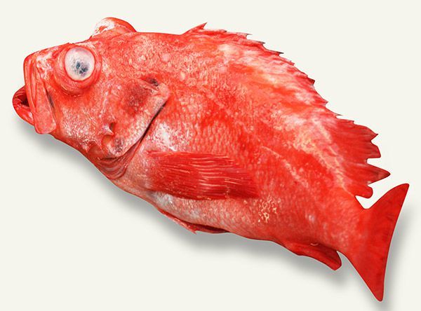 高級魚 メヌケ とは 味わいや旬の時期 値段など特徴は 食べ方のおすすめも紹介 ちそう