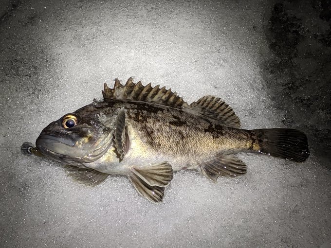 ソイとはどんな魚 味わいや値段は 食べ方 レシピのおすすめを紹介 ちそう