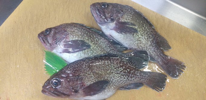 ソイとはどんな魚 味わいや値段は 食べ方 レシピのおすすめを紹介 ちそう