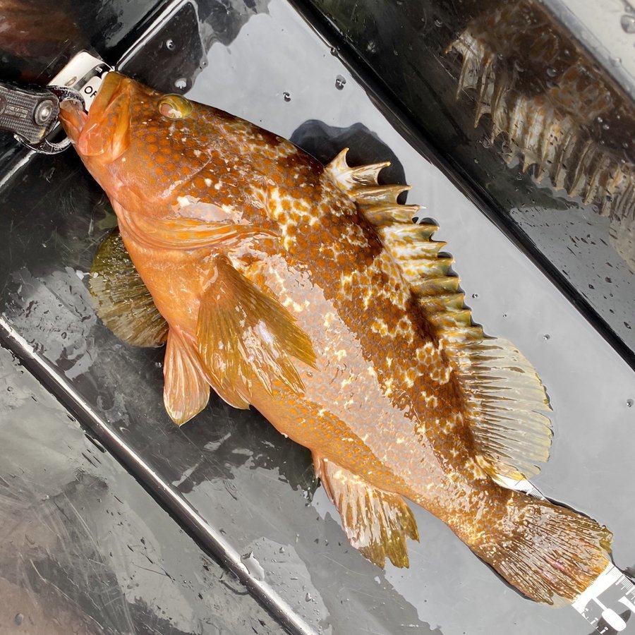 高級魚 キジハタ の値段は高い サイズで変わる 味や食べ方のおすすめも紹介 ちそう