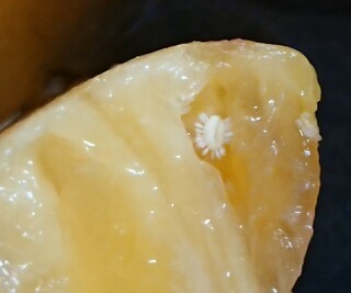 パイナップルに白いカビが 葉 皮なら大丈夫 腐敗の見分け方も紹介 ちそう