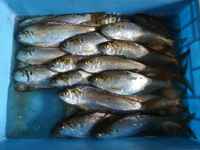 コハダは出世魚 コノシロと違いは 旬 値段など特徴を紹介 ちそう