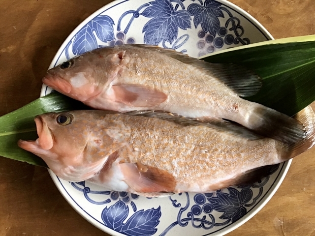 高級魚 キジハタ の食べ方 料理のおすすめは 刺身が一番 捌き方のコツも紹介 ちそう