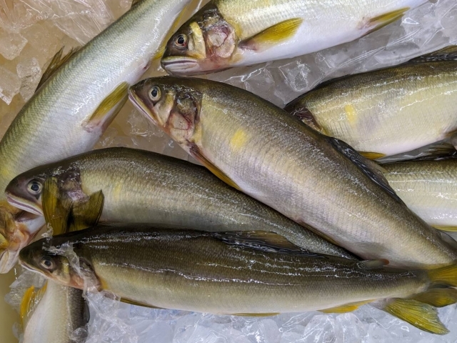 川魚の安全に食べれる種類は 注意点や美味しい食べ方を紹介 ちそう