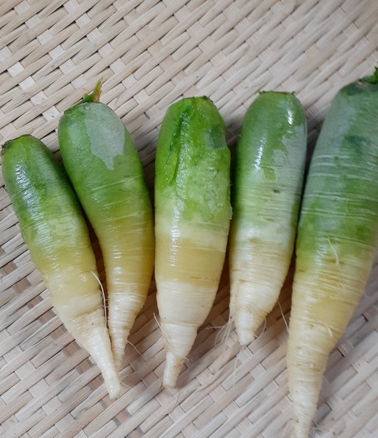 ビタミン大根とは 味は辛い 栄養価など特徴や食べ方 レシピのおすすめも紹介 ちそう