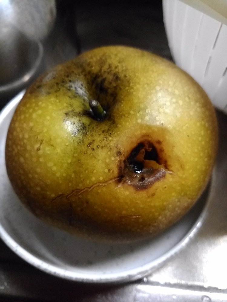 梨の賞味期限は 常温 冷蔵庫でどれくらい 日持ちする保存方法を紹介 ちそう