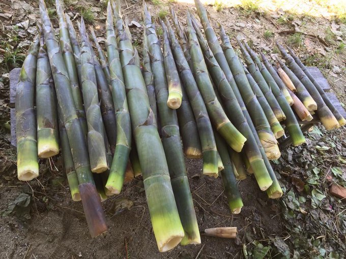 麻竹の特徴とは メンマ用のたけのこ 日本の生産状況やレシピのおすすめも紹介 ちそう
