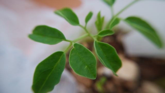 ワサビノキ モリンガ とは 種子 葉などの効能や副作用 危険性についても解説 ちそう