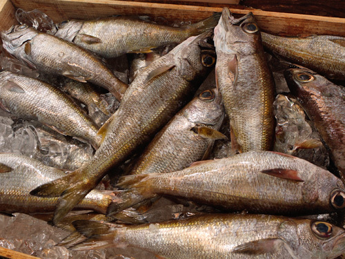 高級魚 銀むつ とは メロと違いある 美味しい食べ方 レシピを紹介 ちそう