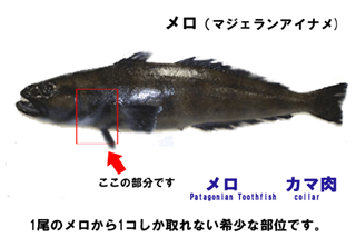 メロカマとは 値段は高い 脂乗りを活かす美味しい食べ方 レシピを紹介 ちそう