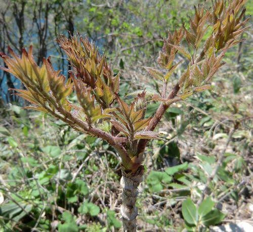 タラの芽には毒がある 偽物との見分け方は 食べ過ぎ 下ごしらえなど食べる際の注意点も紹介 ちそう