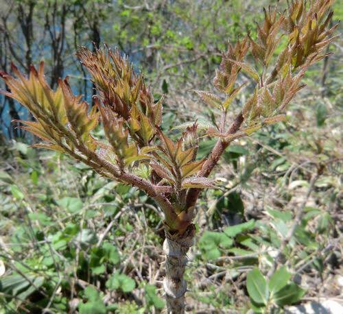 タラの芽には毒がある 偽物との見分け方は 食べ過ぎ 下ごしらえなど食べる際の注意点も紹介 ちそう