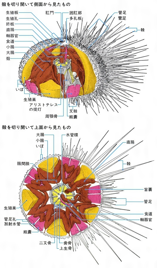 ウニの可食部の正体は 中身は何の部位 割合や食べるところ以外も解説 ちそう