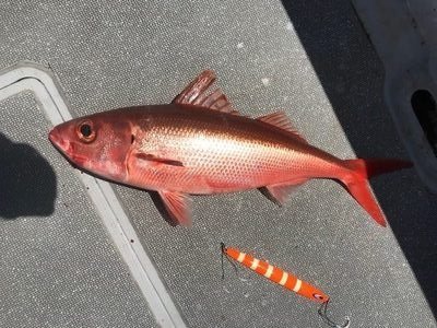 赤い魚 ハチビキ とは 食べ方は刺身が一番 味わいや人気レシピを紹介 ちそう