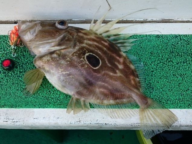 高級魚 マトウダイ とは 食べ方は刺身が一番 味わい 旬 捌き方など紹介 ちそう